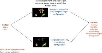 The role of finger kinematics in the acquisition of number meaning in kindergarten: a pilot study